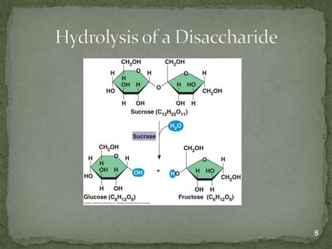 hydrolysis of disaccharides and polysaccharides|Polysaccharides .